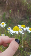 Matricaria chamomilla