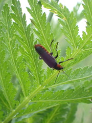 Cantharis fusca
