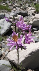 Schizanthus hookeri