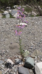 Schizanthus hookeri