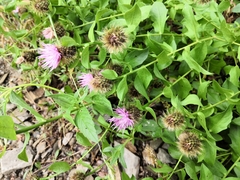 Centaurea phrygia