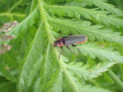 Cantharis fusca