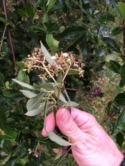 Viburnum nitidum