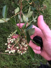 Viburnum nitidum