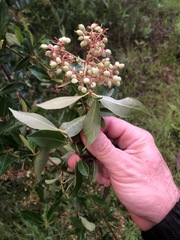 Viburnum nitidum