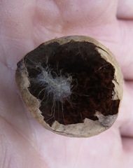 Andricus vacciniifoliae