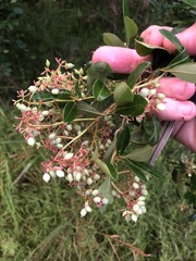 Viburnum nitidum