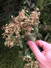 Viburnum nitidum