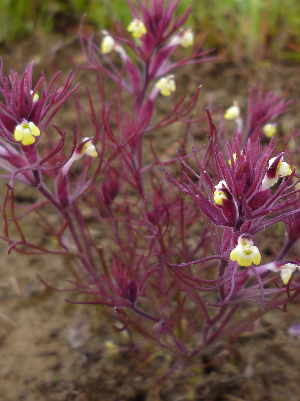 Triphysaria micrantha