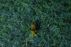 Promalactis procerella