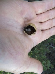 Andricus vacciniifoliae