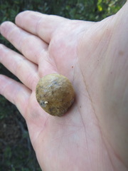 Andricus vacciniifoliae