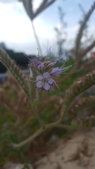 Phacelia tanacetifolia