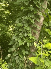 Toxicodendron radicans