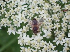 Apis mellifera