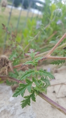 Phacelia tanacetifolia