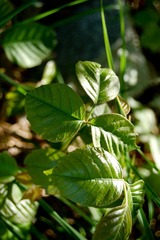 Toxicodendron radicans divaricatum