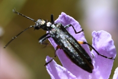Oedemera rufofemorata