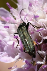 Oedemera rufofemorata
