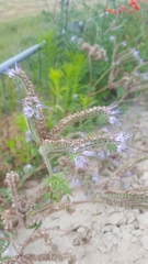 Phacelia tanacetifolia