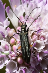 Oedemera rufofemorata