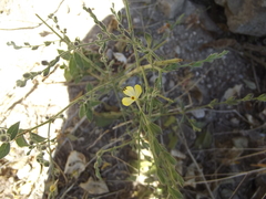 Henrya insularis