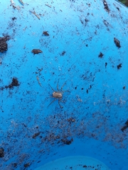 Selenops