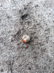 Scarabaeidae