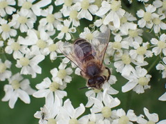 Apis mellifera