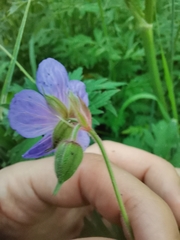 Geranium pratense