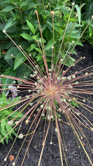 Allium schubertii