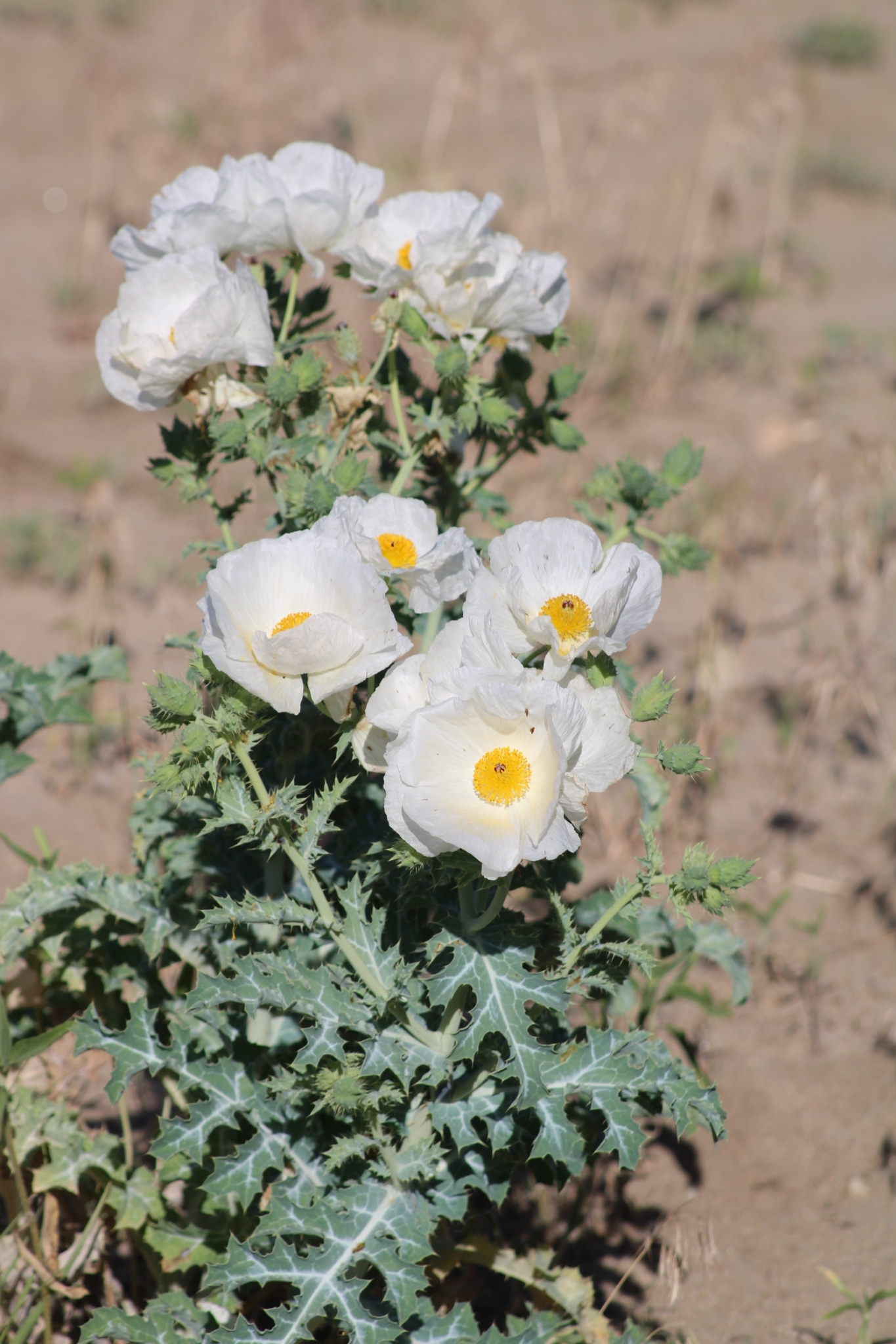 Argemone polyanthemos