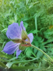 Geranium pratense