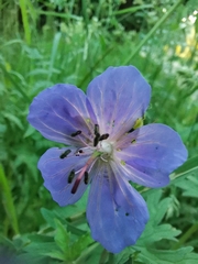 Geranium pratense