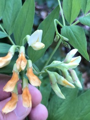 Lathyrus laevigatus