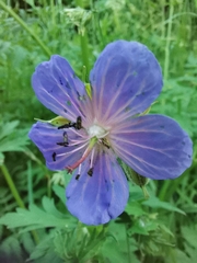 Geranium pratense