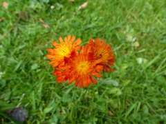Pilosella aurantiaca