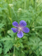 Geranium pratense
