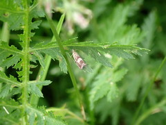 Dichrorampha agilana