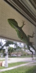 Anolis equestris