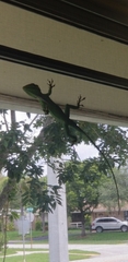 Anolis equestris