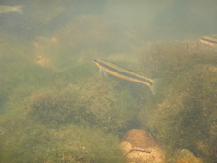 Percina aurantiaca
