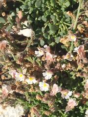 Chaenorhinum villosum