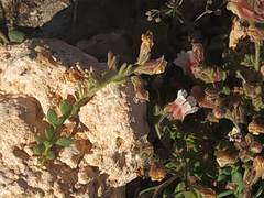 Chaenorhinum villosum