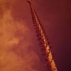 Agave utahensis kaibabensis