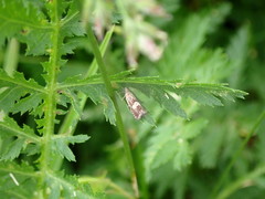 Dichrorampha agilana