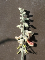 Indigofera lindheimeriana