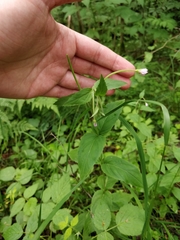 Epilobium