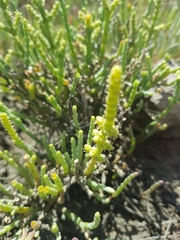 Arthrocaulon macrostachyum