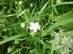Rabelera holostea